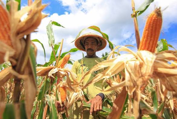 Cara Menanam Jagung yang Baik agar Hasil Panen Maksimal petani jagung; jagung; padi; petani milenial; bibit jagung; benih jagung